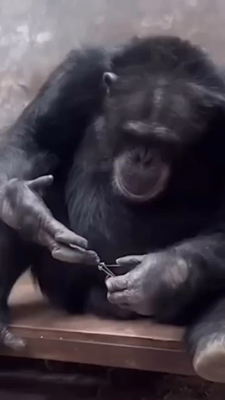 https://c.kaskus.id/media/videos/thumbnail/zgkds_thumbnail.jpg