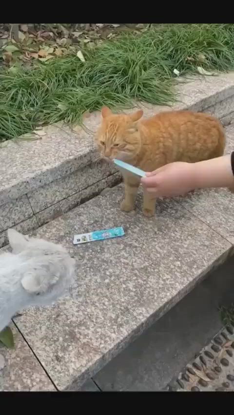 https://c.kaskus.id/media/videos/thumbnail/zvwwu_thumbnail.jpg