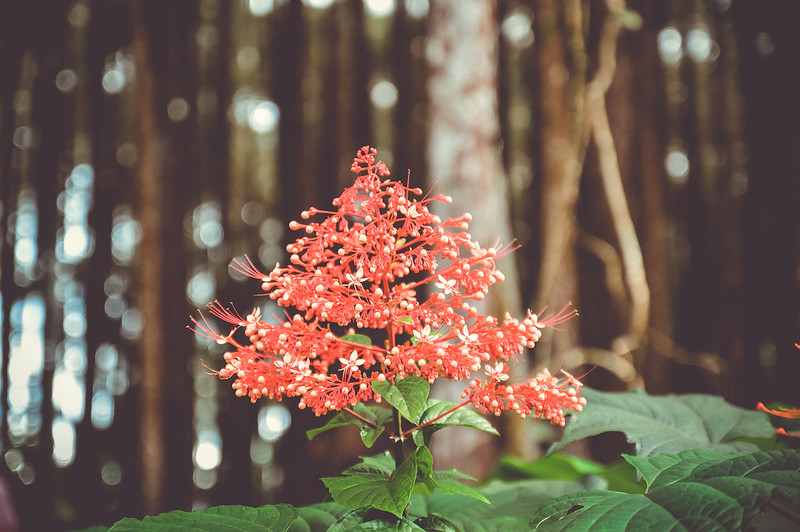 alun-alun-nikonian---part-14