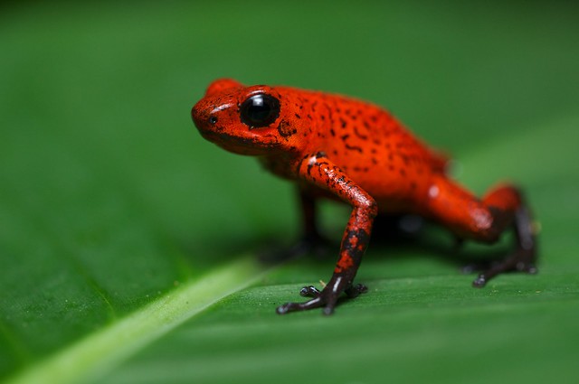 8 Spesies Binatang Berwarna Merah yang Langka