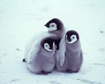 5 Bayi Burung Yang Imut, Gembul, &amp; Bikin Gemes