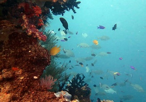 “TERBAIK” Itu lah Yang Menggambarkan 3 Spot Snorkeling di Lombok ini