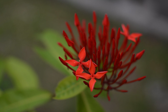 alun-alun-nikonian---part-14