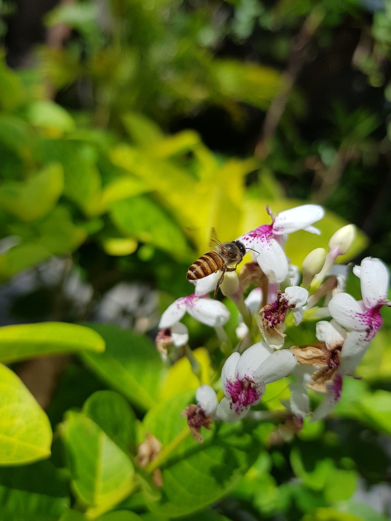 Review Kamera Samsung Galaxy S8+ (plus hasil foto asli tanpa editing)