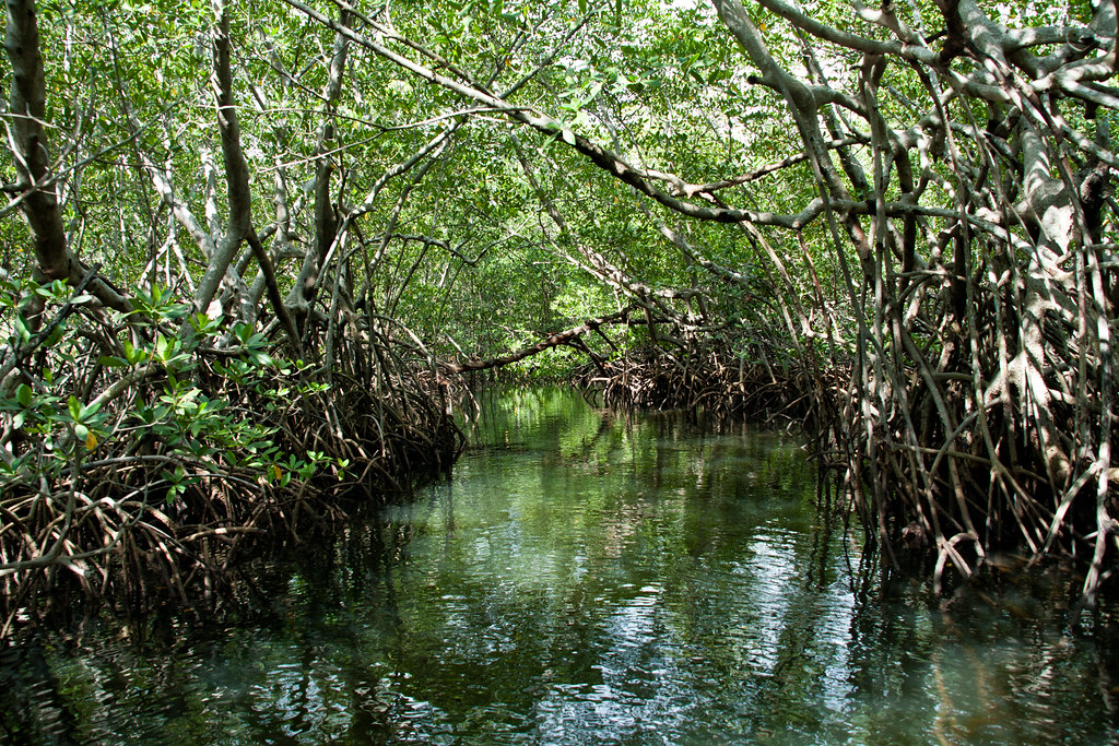 &#91;COC GL&#93; Mari Mengenal Hutan Mangrove