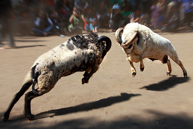 Fahri Hamzah: Jokowi Nggak Cipika Cipiki Prabowo, Dia Nyeruduk. Kayak Kebo mabok?