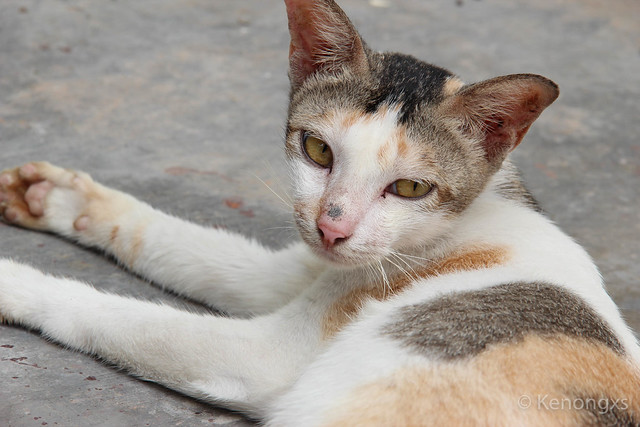 kampung-canoners-reborn