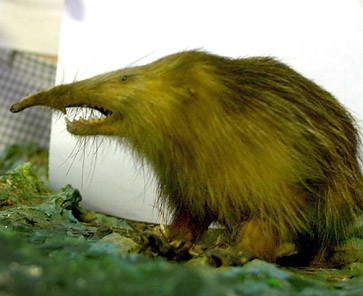 &#91;Tikus berdasi juga harus ikut dibasmi&#93; Tikus raksasa langka ditemukan di Kutai Timur