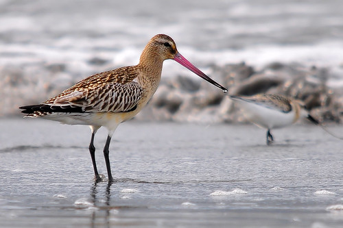 .: 20 Fakta Unik Migrasi Burung :.