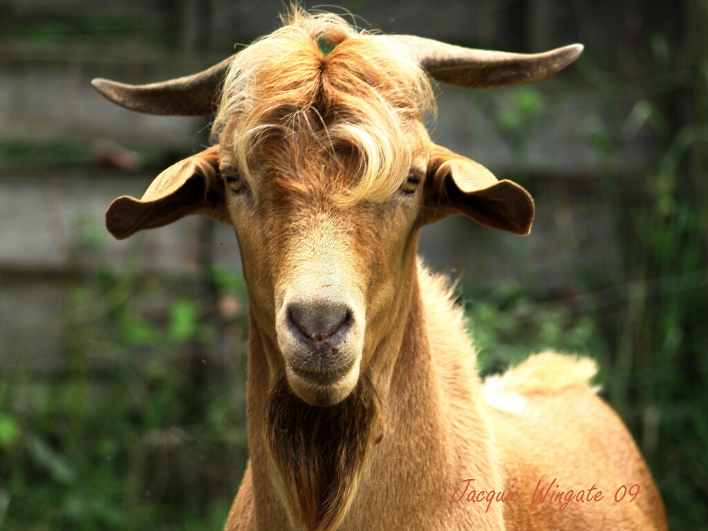 viral-kambing-terlanjur-tampan-siap-siap-agan-jomlo-akut