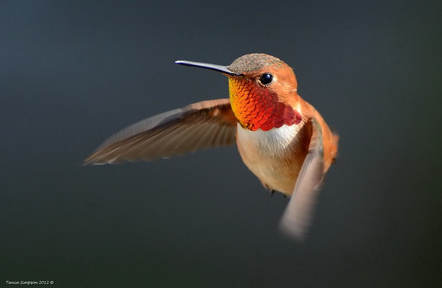 .: 20 Fakta Unik Migrasi Burung :.