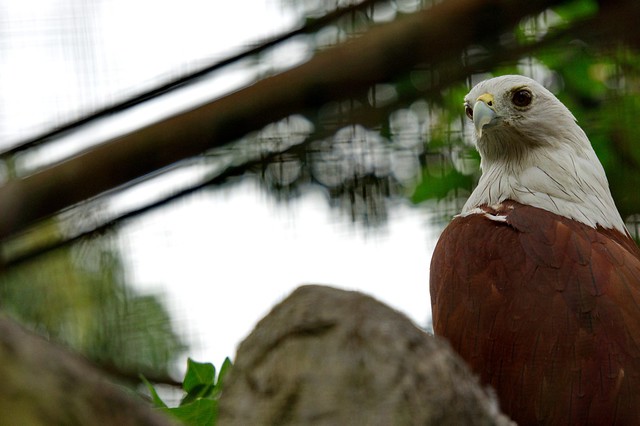 new-pendopo-sony-alpha