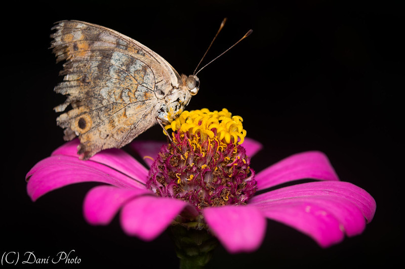 sf-photography-image--video-gallery-share-your-best-shot-here-read-1-post-first