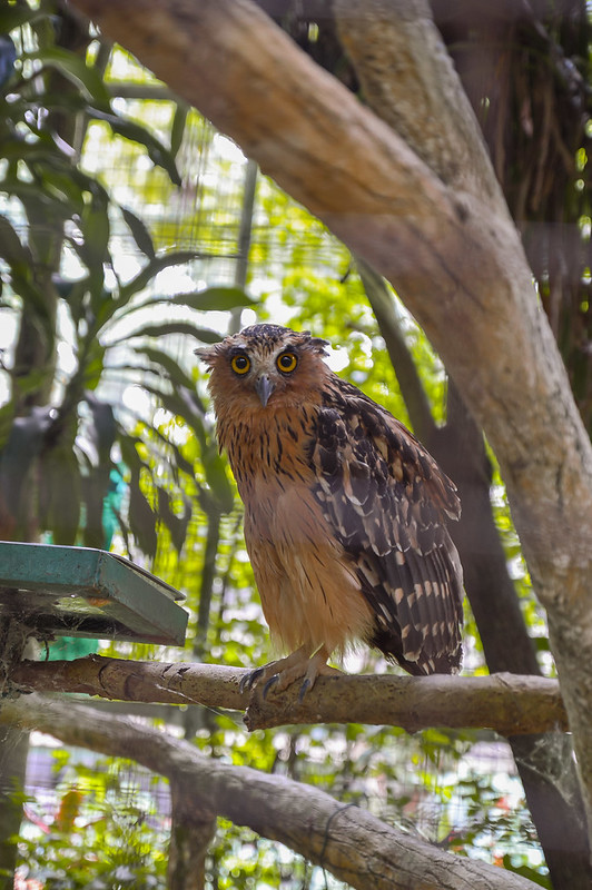 alun-alun-nikonian---part-14