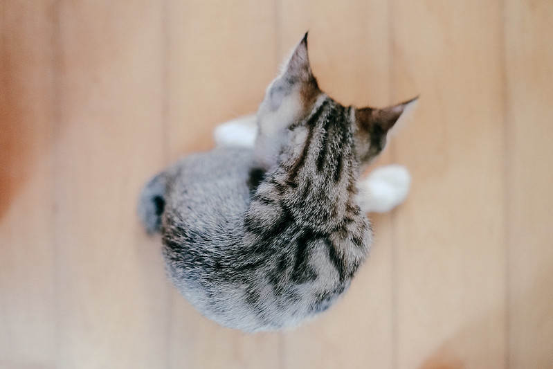 kavling-fujifilm-reborn