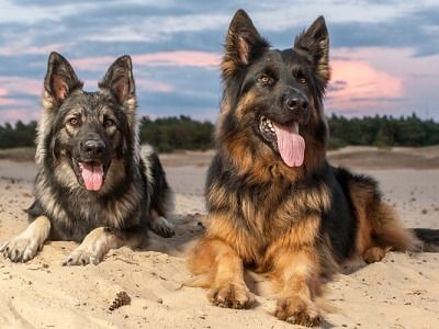 5 Karakter Anjing Berdasarkan Ras Mereka