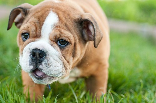 5 Karakter Anjing Berdasarkan Ras Mereka