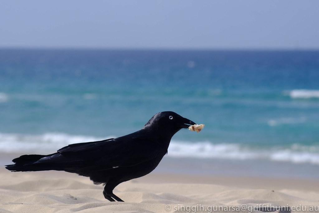 kavling-fujifilm-reborn