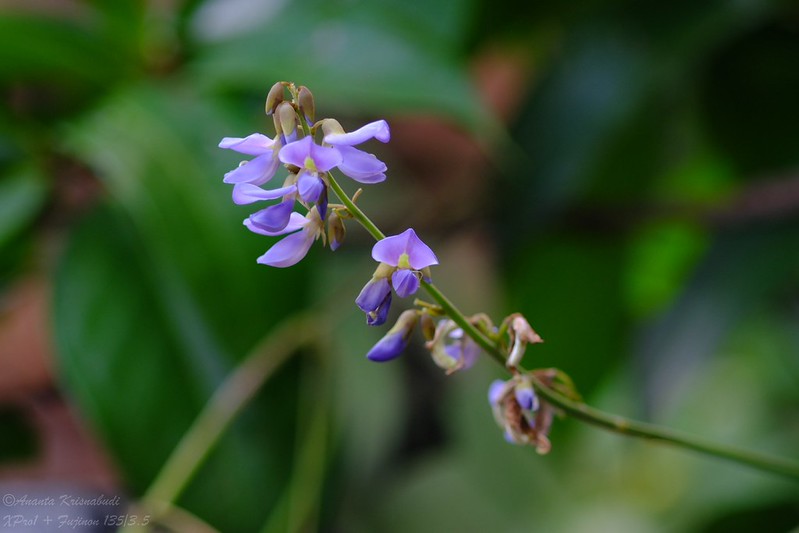 kavling-fujifilm-reborn