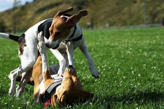 5 Karakter Anjing Berdasarkan Ras Mereka