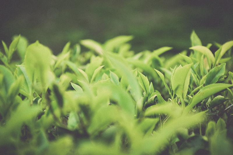 alun-alun-nikonian---part-14