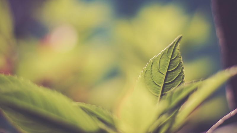 new-pendopo-sony-alpha---part-1