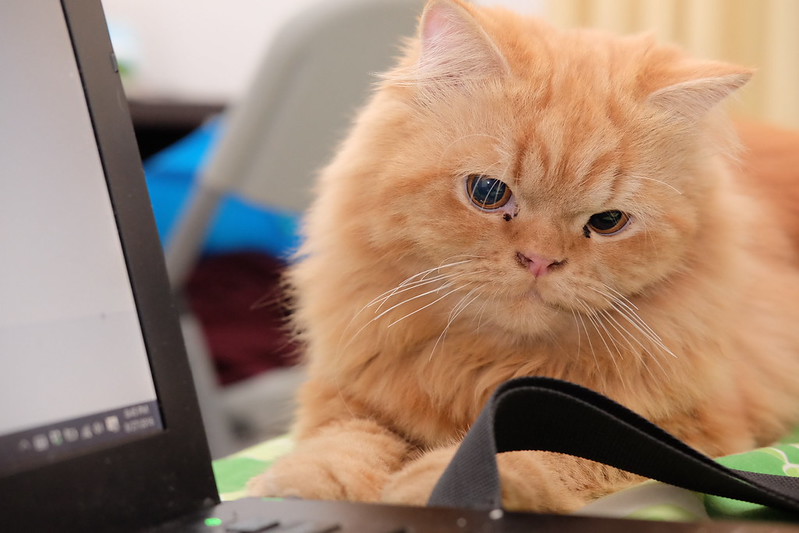 kavling-fujifilm-reborn