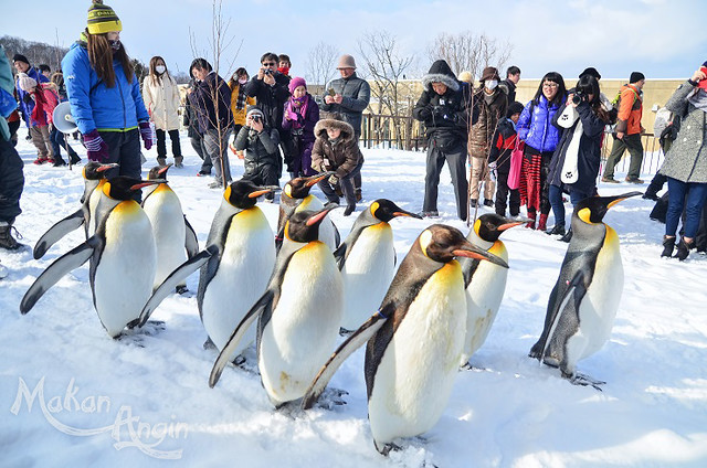 &#91;Hokkaido&#93; Asahiyama Zoo, Kebun Binatang Paling Inovatif di Jepang