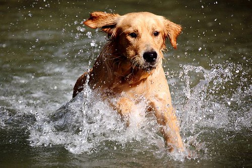 5 Karakter Anjing Berdasarkan Ras Mereka