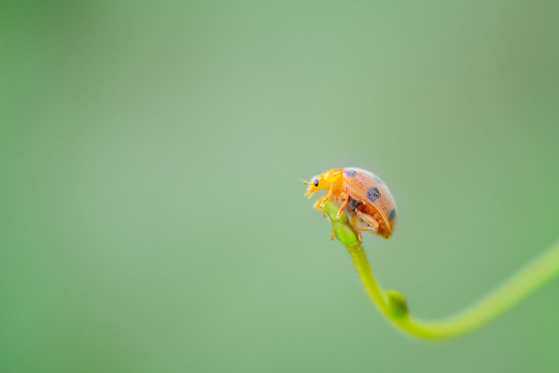 alun-alun-nikonian---part-14