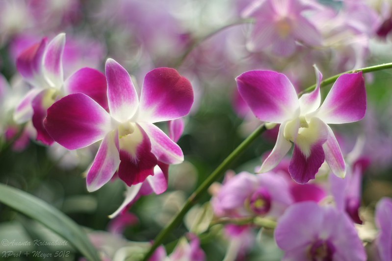 kavling-fujifilm-reborn