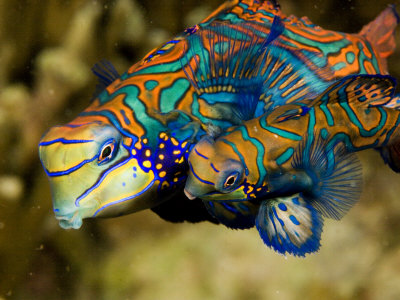 Ikan Hias Tercantik Di Dunia