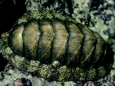 Yuk Mengenal Filum Mollusca / Siput / Keong