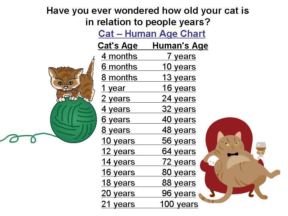 Gimana Milih Makanan Kucing yang Bagus?