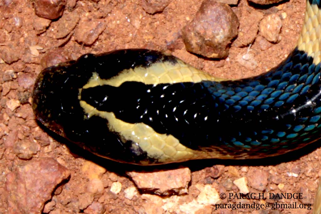 Kenali Jenis Ular Berbisa di Sekitar Agan &#91;Indonesian Snake&#93;