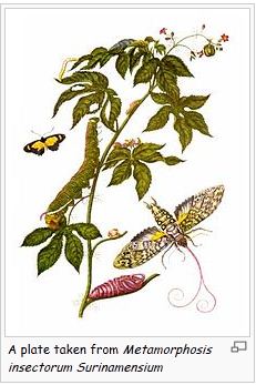 Google 2 April: 366 tahun Maria Sibylle Merian