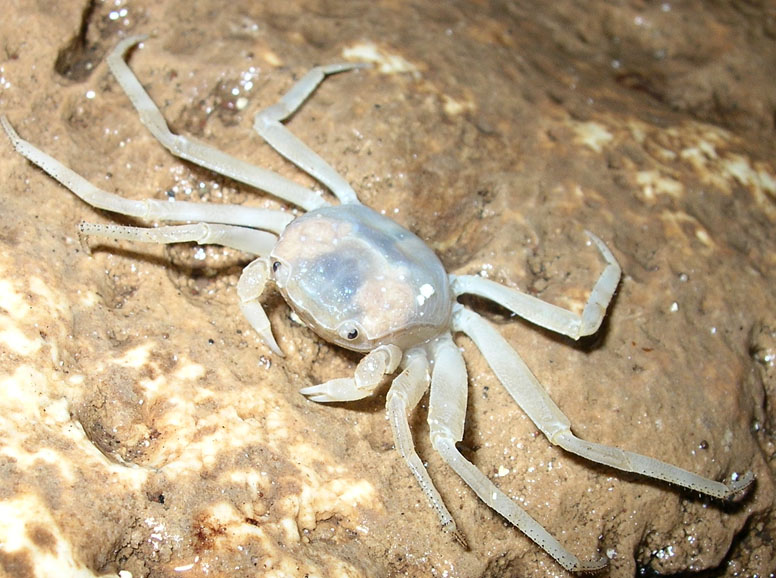 Warna Warni Dalam Kepiting di Dunia