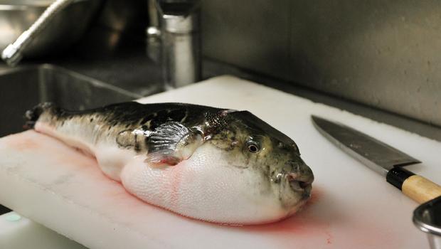 Supermarket di Jepang Ketahuan Menjual Liver Ikan Fugu. Legal atau Ilegal?