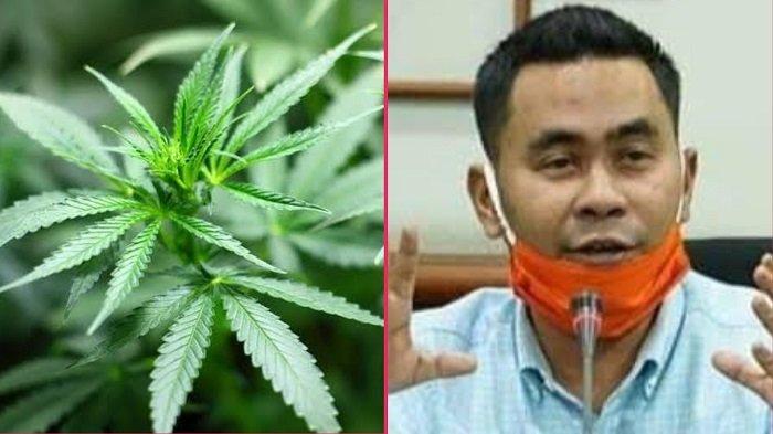 Komisi V DPR Aceh Dukung Legalisasi Ganja, Selain Bermanfaat untuk Medis, Juga Bisa