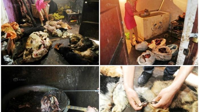 Inilah Pemandangan Mengerikan di Rumah Pemotongan Anjing Ilegal