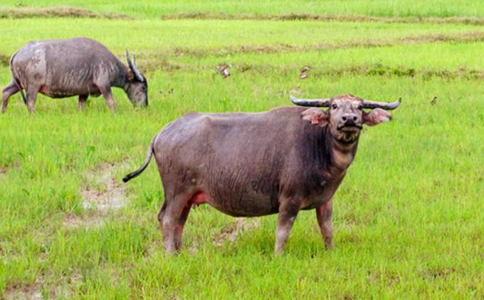 Harga Daging 55.000 di Malaysia ternyata daging kebo 