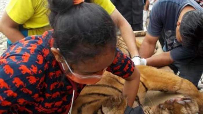 Kisah Dokter Yanti Satu Perahu dengan Harimau Sumatera