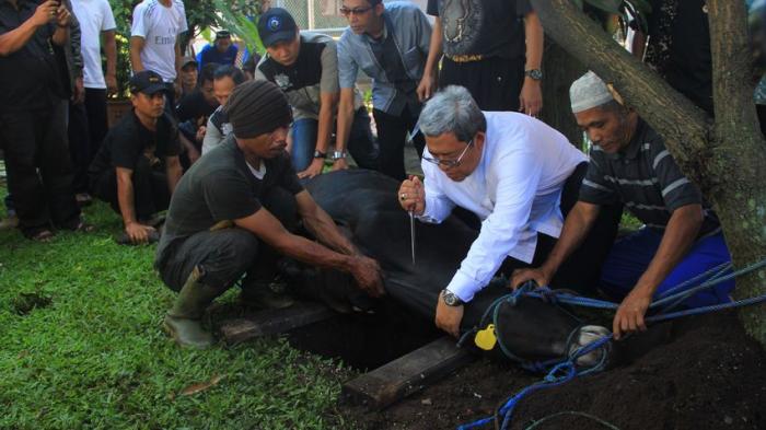 Gubernur Aher Sembelih Sendiri Hewan Kurbannya dan Kurban Presiden