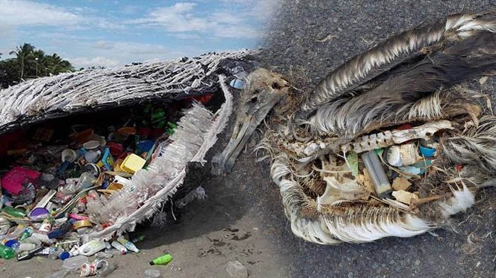 Parah! Ada Sekitar 1,56 Milyar Sampah Masker Dan Sarung Tangan Sekali Pakai Di Lautan