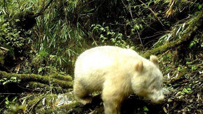 Panda Albino Pertama di Dunia Ditemukan, Penampakannya Mirip Beruang Kutub!