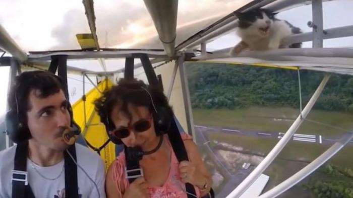 wah-ada-kucing-menyelundup-naik-di-sayap-pesawat