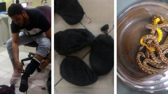 Lilit 10 Ekor Ular di Kaki, Bawa ke Pesawat, Penumpang Garuda Indonesia Diamankan