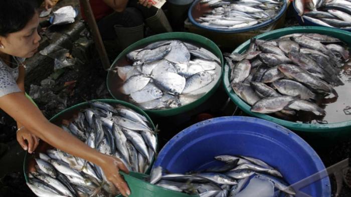 &#91;H+1 Peluncuran Roket&#93; Harga Ikan Mulai Meroket