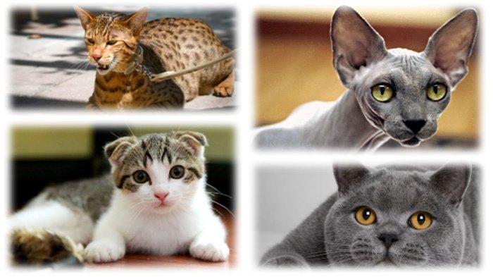 Selamat Hari Kucing Sedunia! Berikut Deretan Kucing Mahal yang Wajib Kamu Punya!