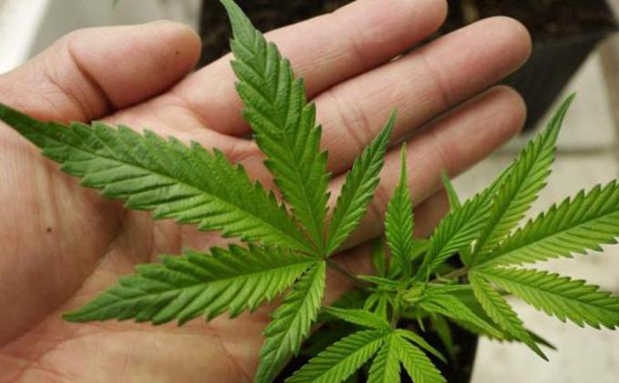 Kuncoro, Antara Melukis dan Ganja